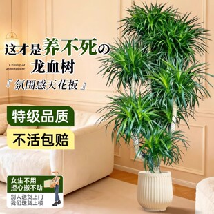 ��횘�͏d��լ�Gֲ������Ѫ����������҃ȴ�̖�辰���^���Fֲ��