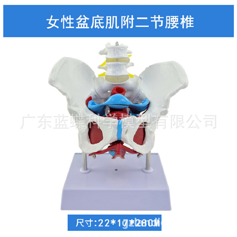 Ů�Թ������׼�ģ�� Ů����ǻ�ṹ ������׼���ģ�� ������׵