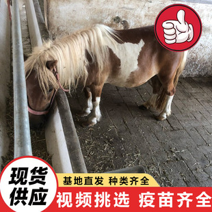 ɽ�|�Bֳ�������Rƥ �±����R������۾��^�T��С���R�����R�r��