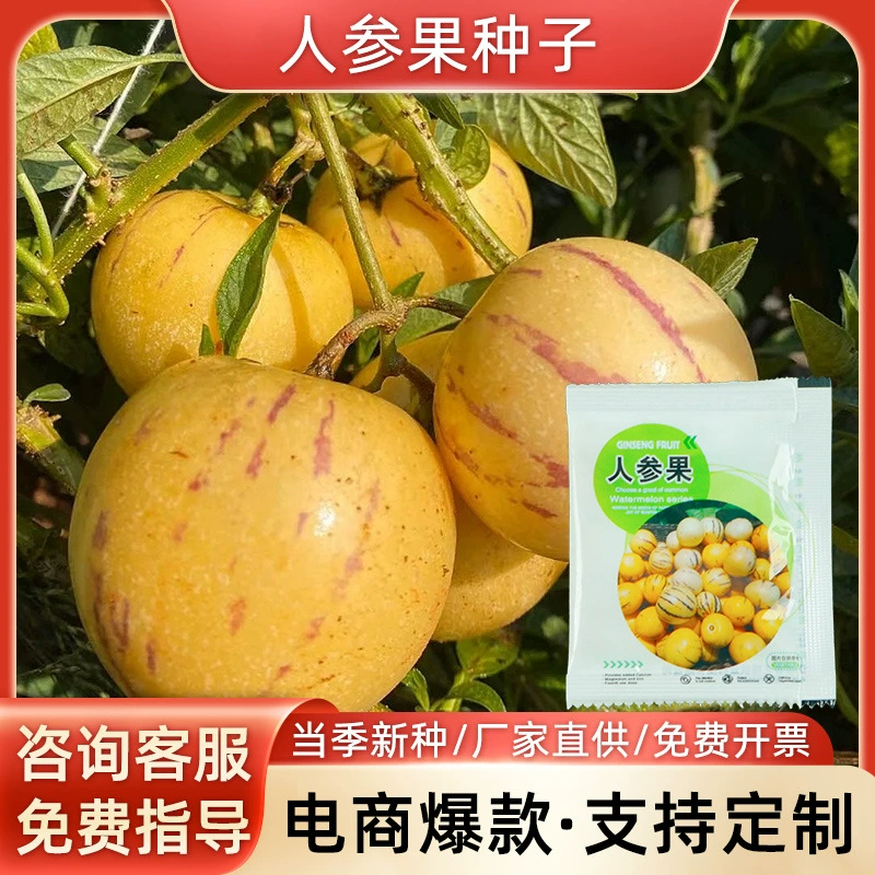 Семена женьшеня Четыре сезона высокоурожайные семена женьшеня Семена плодов Семена