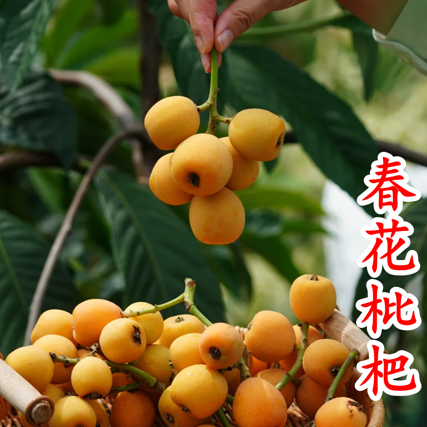 春花枇杷树苗 抗寒味甜嫁接1年春花一号新品种晚熟抗冻常绿枇杷苗