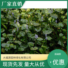 ���ع��� ͦˮֲ���m�����~�� ��û� ���ۻ� ˮ��ֲ��ˮ�w�G����