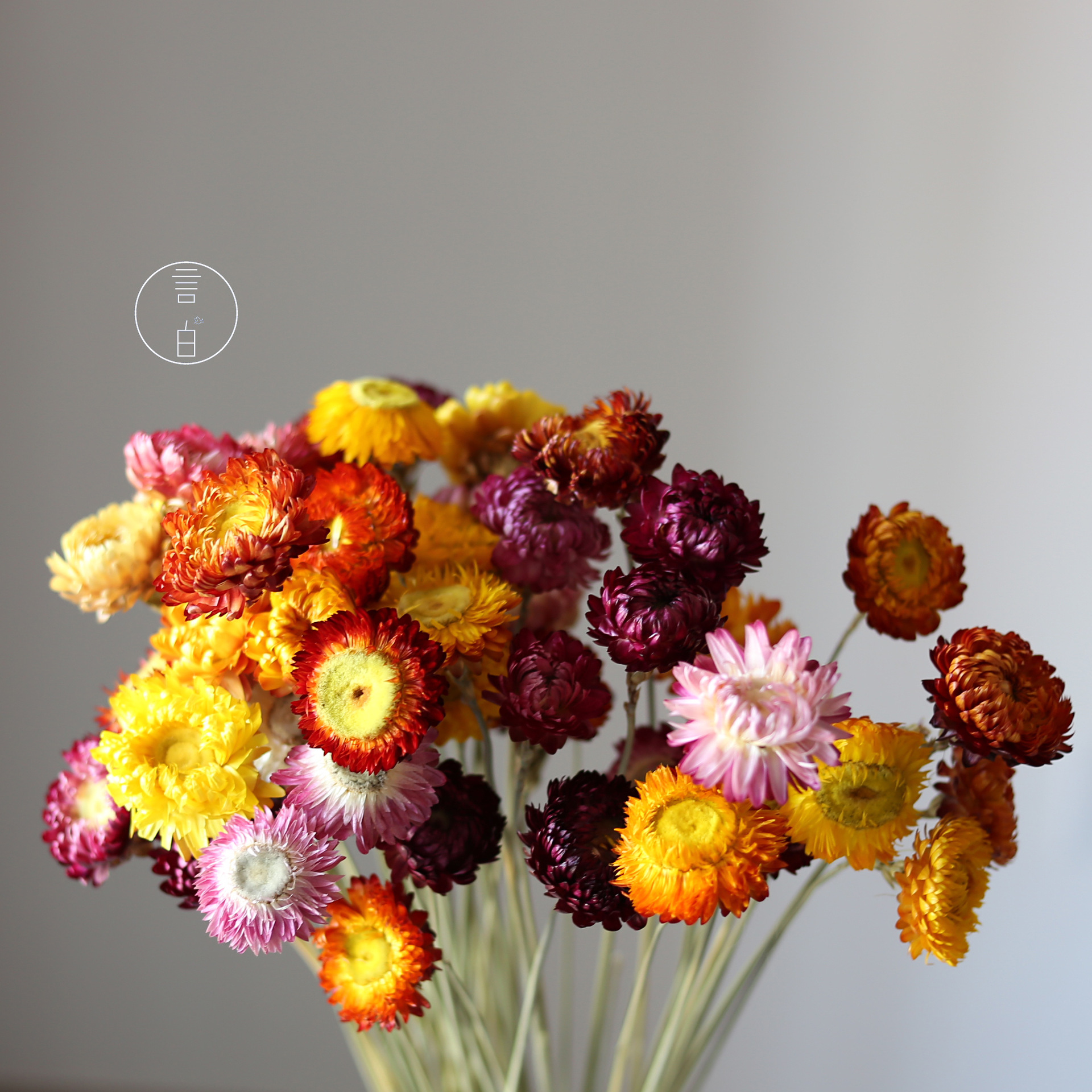 Dried straw flower, pineapple flower, multicolored chrysanthemum, baby's breath, African daisy, real flowers, fresh and clean DIY flower materials, factory wholesale