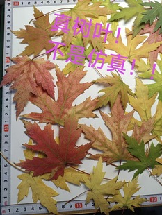 �挍���~��������N���~�������~��ɫ���~���~�˱�Ѻ�������ϰ�