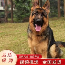 纯种德牧幼犬活体幼崽双血统德国牧羊犬护卫犬工作犬看家护院