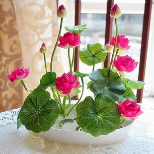 [7-8 Days Germination] Four-Season Sowing Soilless Hydroponic Bowl Lotus Seed Potted Water Health Water Lily Lotus