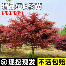 一件代发红枫树苗日本红枫红舞姬中国红枫黄金枫庭院别墅道路绿化