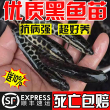 黑鱼苗淡水养殖食用好养乌鳢生财鱼苗活体冷水观赏鱼小批发乌鱼苗