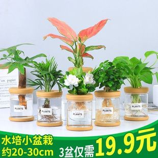 ����ˮ��ֲ�������辰�Gֲ�tС�����k��������С�Gֲ���B�ļ��L��