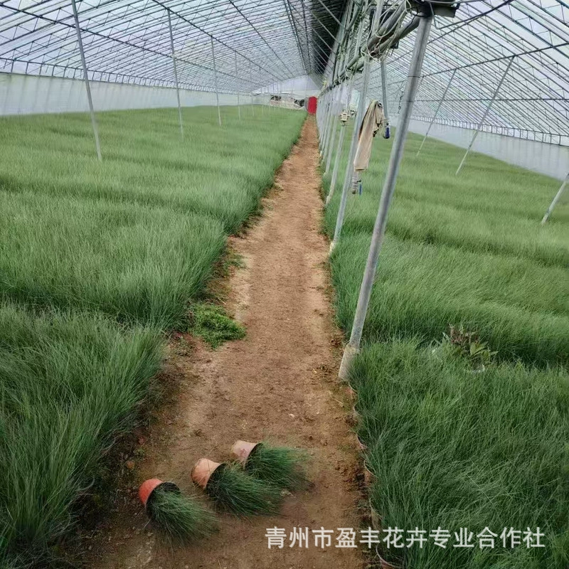 Красный, любящий солнце розовый и белый мисканthus, многолетнее растение с одним лепестком, рассада травяного сада, трава для болот.