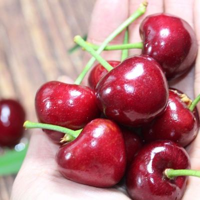 Shandong Yantai vanguard Cherry Now pick Now send fresh fruit domestic Cherry Pregnant women 3
