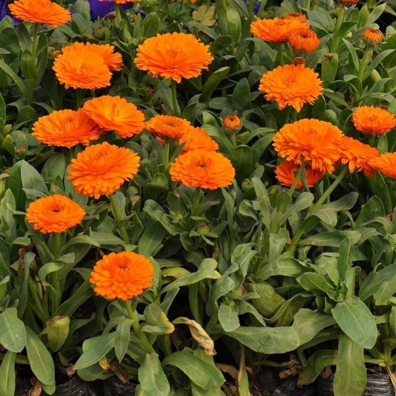 Semillas de flores, semillas de flores.
