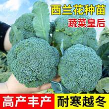 西兰花种子曼陀绿青花菜蔬菜苗冬季菜花四季优秀西蓝花种籽孑秧苗