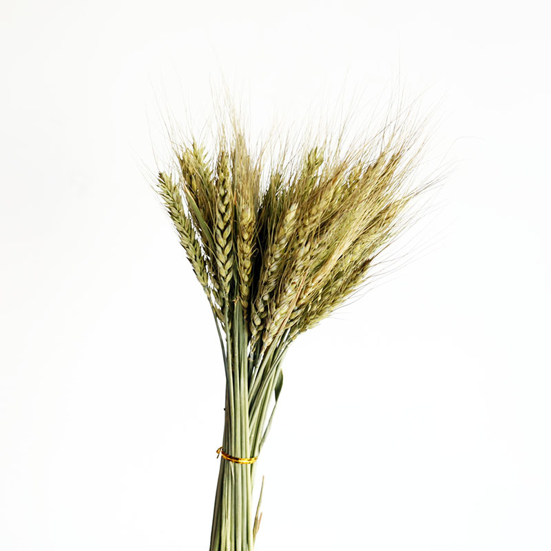 Flor seca Flor eterna Gypsophila Bola de oro No me olvides Flor seca Rosa hoja de eucalipto Pine Fruit Lover Grass al por mayor