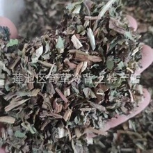 菊苣,菊苣草,蓝菊,卡斯尼,批发药材菊苣,