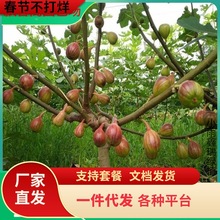 һ�����l�o��������ͥԺ���Ե����ϱ����Nֲ����Y���ش󰫻�����