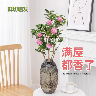 Hydroponic Plants, Fragrant Camellia Potted Plants, Fresh Cut Flower Buds, Indoor Desktop Green Plants, Four-Season Flowers, Easy to Maintain