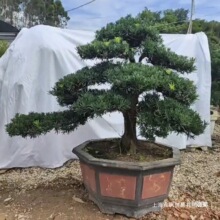 ӭ�����_�h���辰�Ϙ������͘��҃��⻨�@ͥԺ�e���k�������P���B