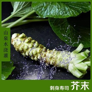 �rɽ����Wasabi ��ĩ���� ɽ������ 120g��500g�ɂ�Ҏ��