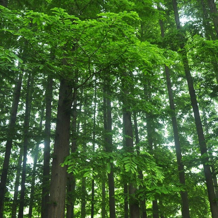 Продажа саженцев метасеквойи розничной и оптовой торговли, скидки на большие объемы.