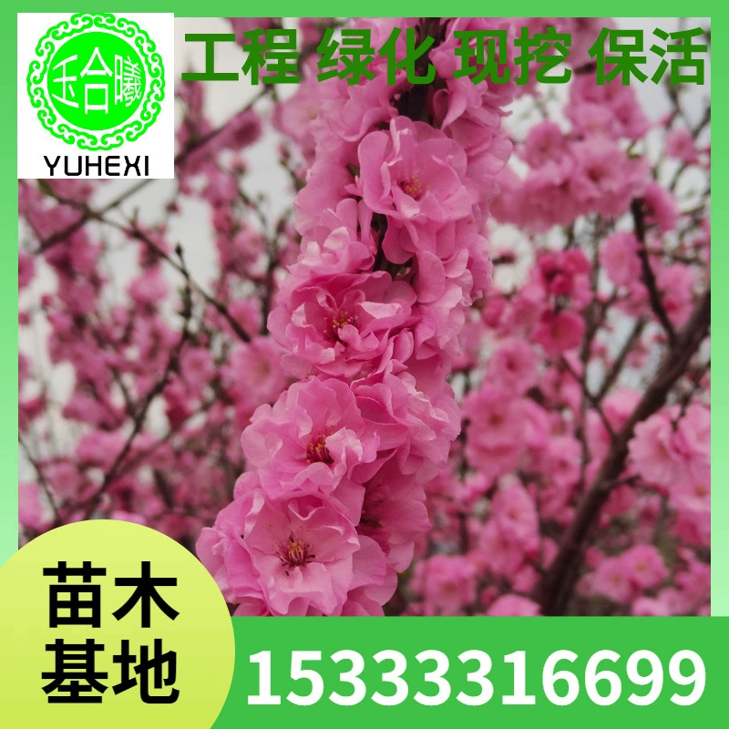 Prunus xilaiensis с двойным цветком Prunus xilaiensis одностебельный кустарник Prunus xilaiensis шар с длительным периодом цветения общественный сад озеленение дорог