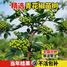 青花椒苗树正宗九叶青花椒四川汉源藤椒南北方室外种植当年结果苗