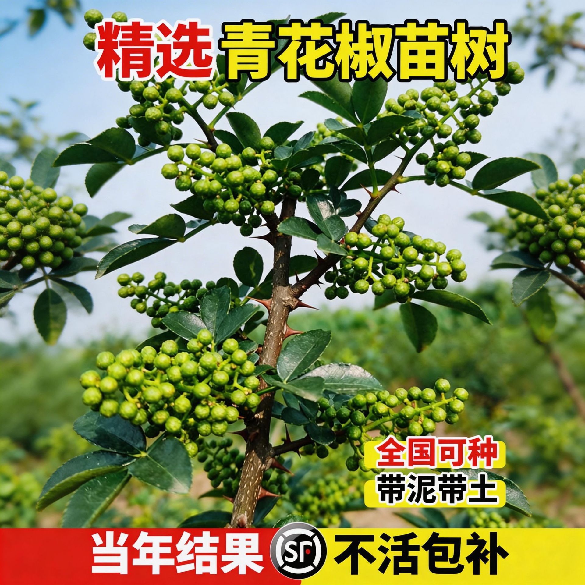 青花椒苗树正宗九叶青花椒四川汉源藤椒南北方室外种植当年结果苗