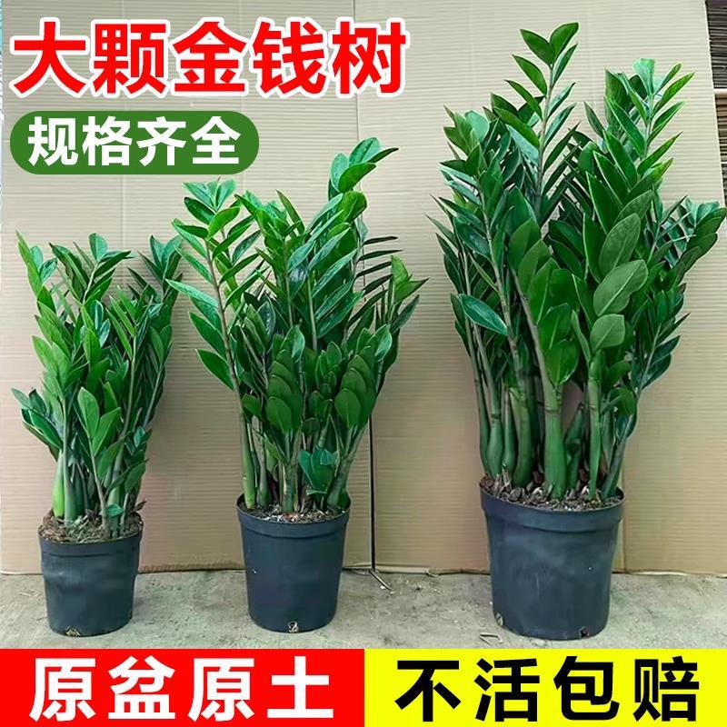Money Tree Potted Plant in Office Room Large Lucky Tree Shake Money String Tree Real Flower Opening Bonsai Big Green Plant