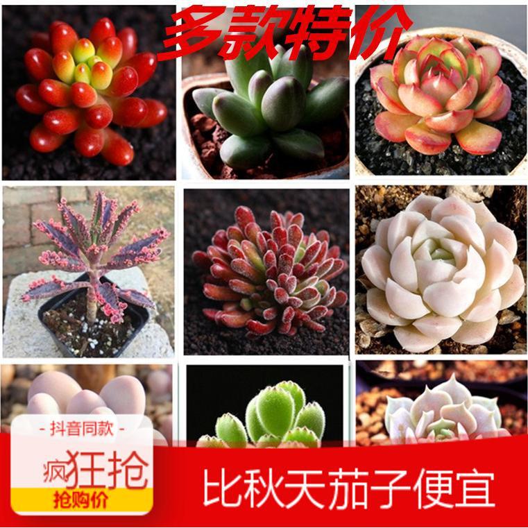 多肉胖桃蛋熊童子白牡丹玉坠多肉组合多肉植物新手入门多款 种苗花卉网 多肉胖桃蛋熊童子白牡丹玉坠多肉组合多肉植物新手入门多款 种苗花卉网