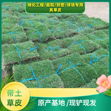基地批发带泥真草坪公园花园球场小区人工活草坪绿化草坪施工批发
