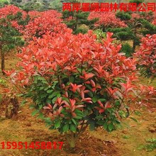 �����S���÷���������ɭ���~����t�~ʯ骼t����ľ���ļ�����