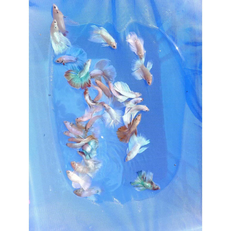 Таидоуй живые tropical ornamental fish Lion King Wedding fish Half Moon Male Fish Horsetail Night Market Stand Интернет-знаменитость оптом