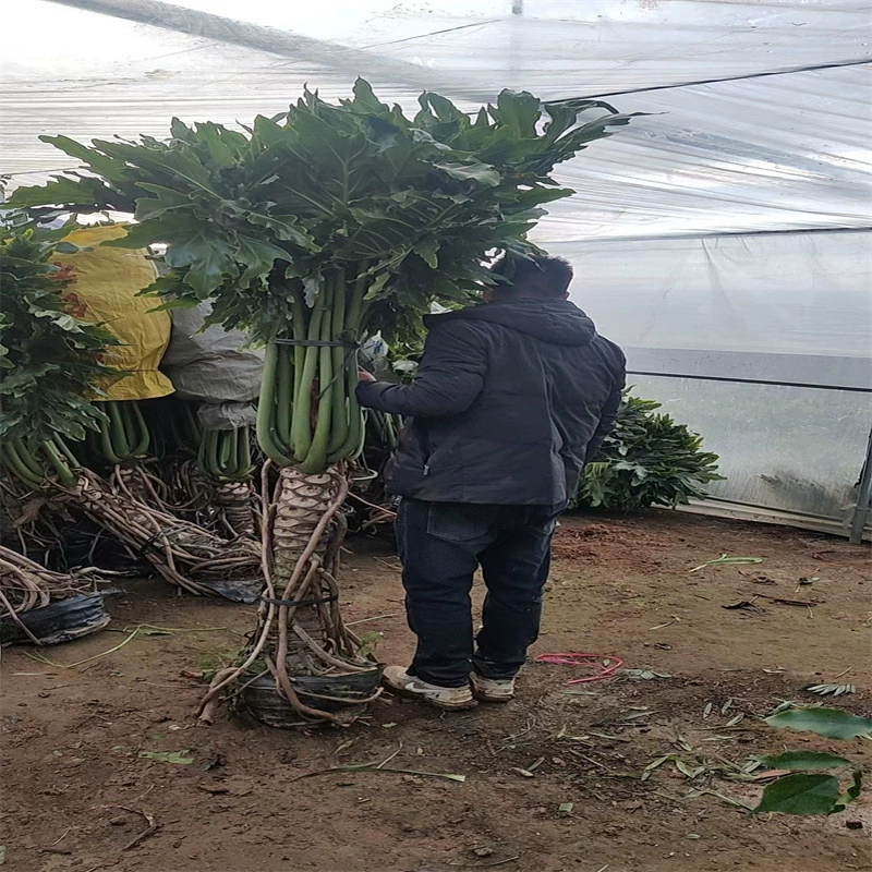 Весеннее перо большое Горшечное растение Дракон чешуя полюс Гидропоника старый ворс Крытый маленький Ангел зеленое растение черепаха бамбук тенеотталкивающая посадка листьев