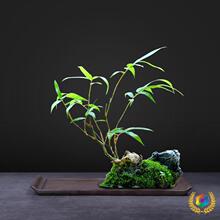 ◈底盘上水石盆器菖蒲吸水石长方形紫砂苔藓盆景盆水培之军假山陶