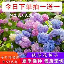 绣球花种子 绣球花种子品牌 图片 价格 绣球花种子批发 阿里巴巴