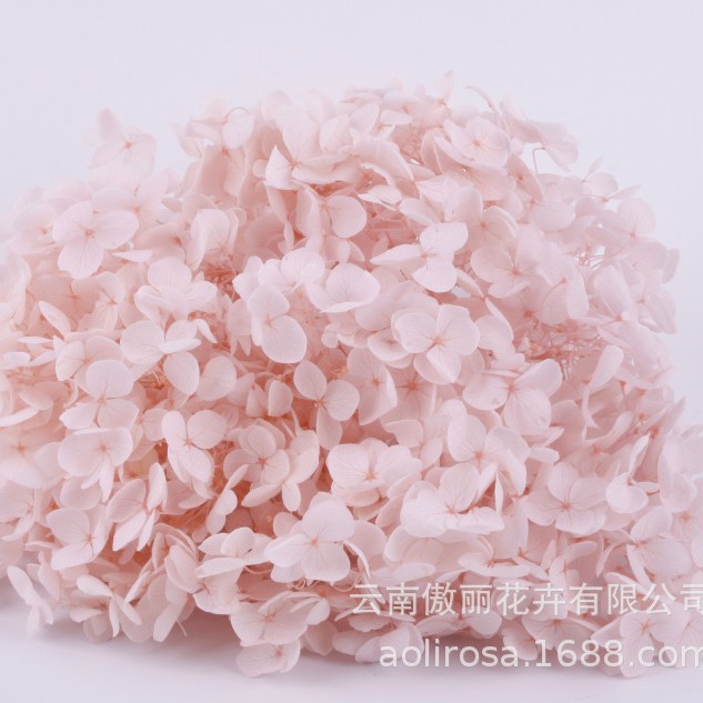 Grado A Anna Hortensia flor permanente flor seca Hortensia de hoja pequeña 20g Hortensia en caja fábrica al por mayor MATERIAL DE FLOR DE San Valentín