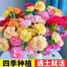 ܰԎ̨҃Bļ^GֲkB