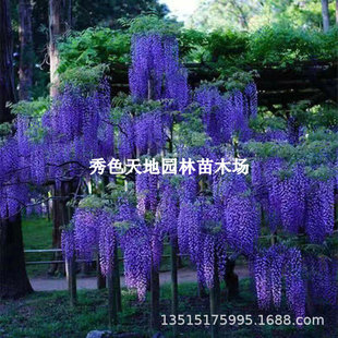 Japanese Long-Tasseled Wisteria Flower Seedlings Climbing Vines Garden Landscape Trees Old Piles Cold-Resistant and Easy to Maintain Wall Flower Gallery Climbing Flowers