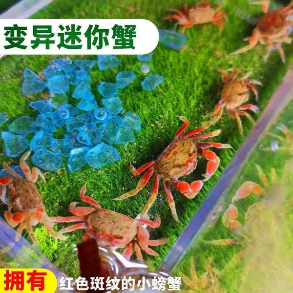 Mutation mini small crab