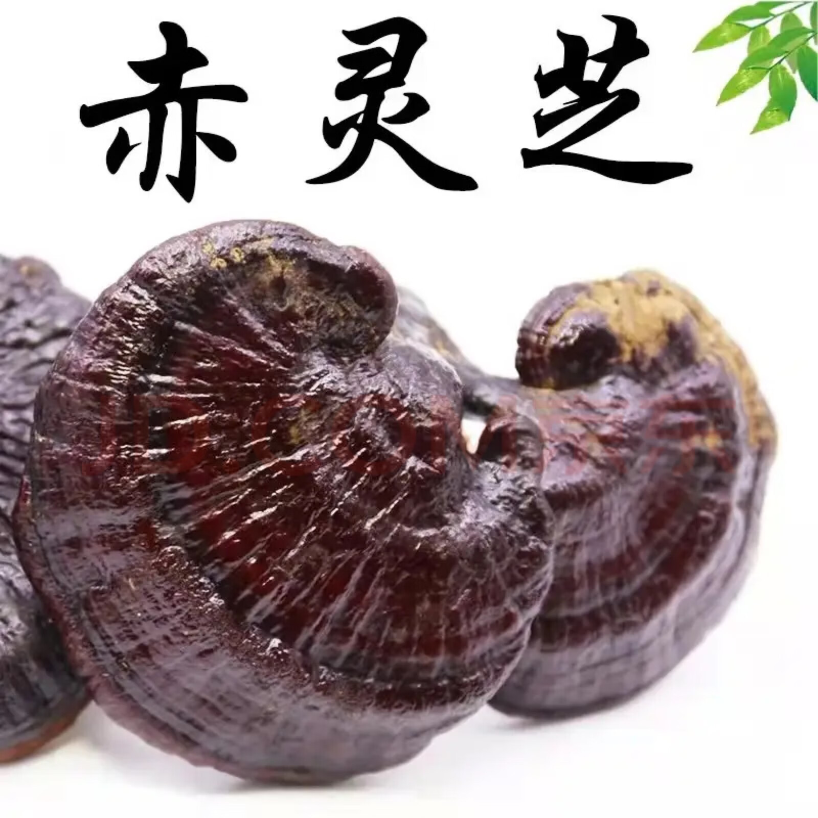 Lingzhi Reishi Mushroom 500g Whole Dried Ganoderma Slices for Tea and Soup overview