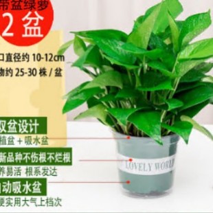 Green Radish Potted Indoor Home New House Absorbs Formaldehyde and Purifies the Air Flower Plant Hydroponic Long Vine Large Leaf Green Basket