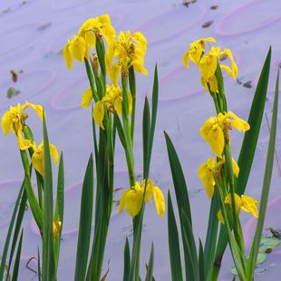 Iris, Yellow Calamus, Blue Flower, Iris, Flat Bamboo Root, Horse Orchid, Courtyard House Garden, Aquatic Florals, Perennial Zhaozheng