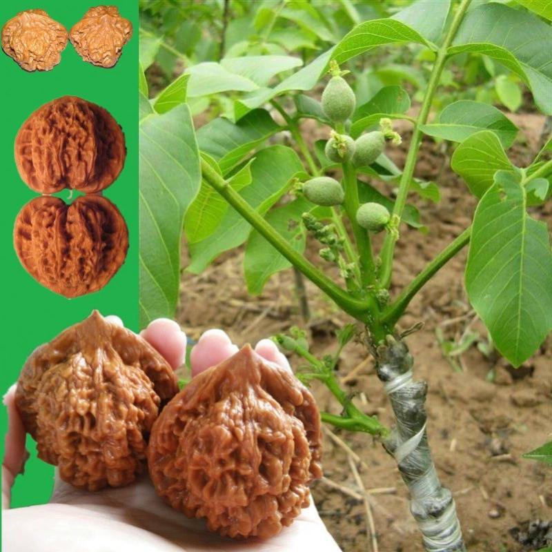 Вэнь Играть Орех Сеянка Играть Орех Прививка Сеянца Конопля Орех Сеянца Лев Глава Официальный Cap Четыре здания Висячие фрукты в этом году