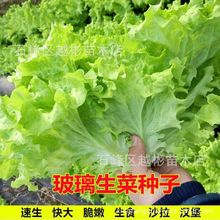 玻璃生菜种子四季球生菜种子蔬菜菜种子阳台庭院盆栽春秋季易播种