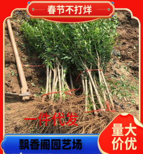 Pomegranate Tree Saplings Tunisian Soft Seed Potted Fruit Trees Courtyard Fruit Seedlings Extra Large Seedless North and South Planting All Year Round