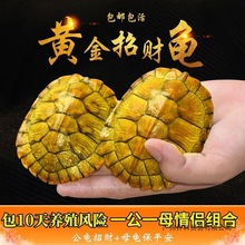 乌龟活物巴西龟情侣黄金龟仔宠物观赏适合家养的金钱活体小乌龟苗