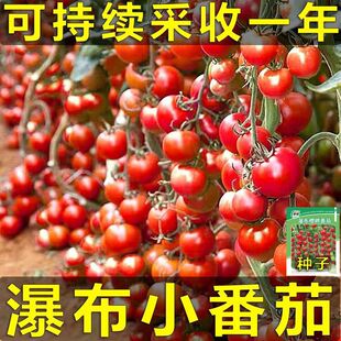 �ٲ�С���ѷN�����t���N���Ѱ���С�������Լ�ͥ�����߲˷N�Ӵ�ȫ