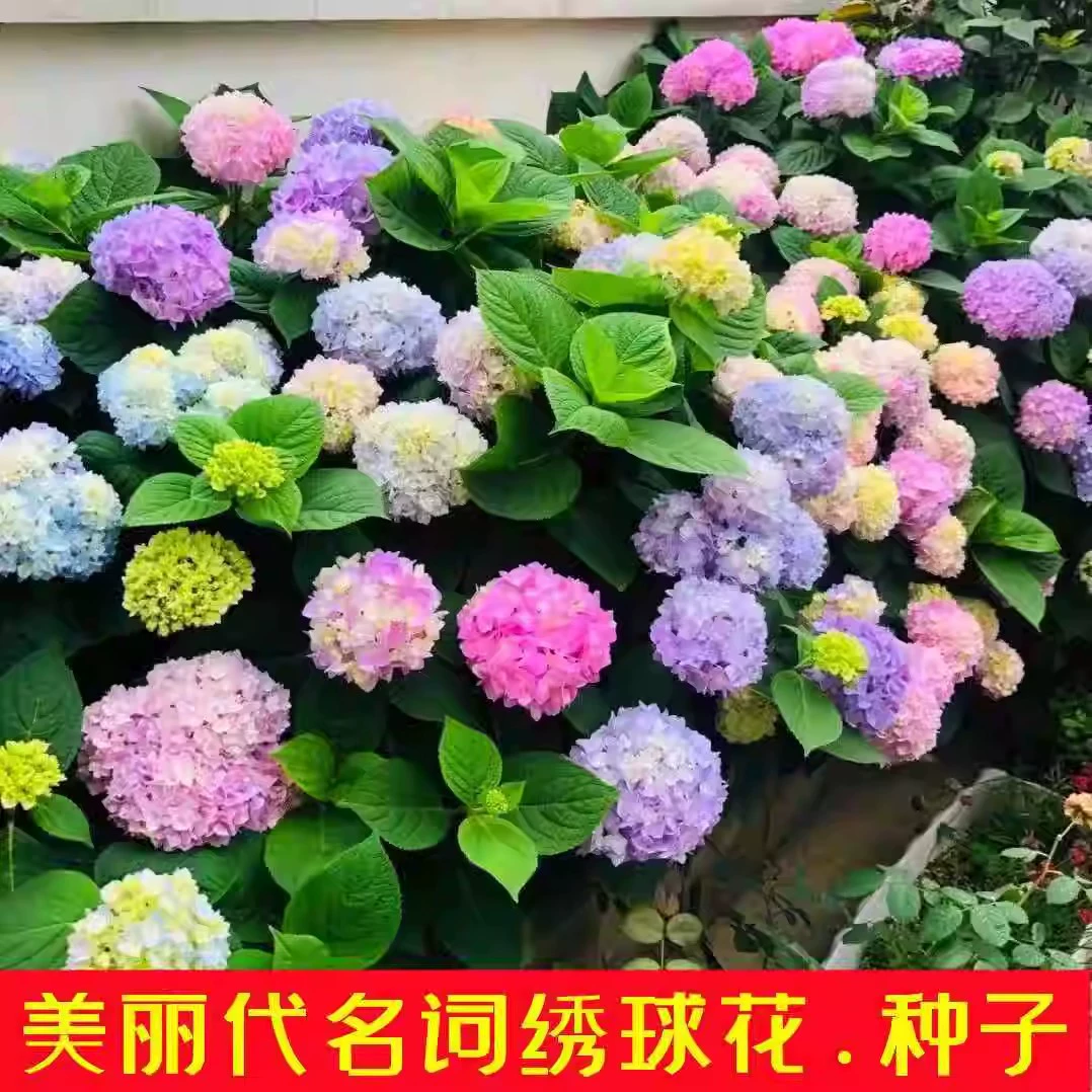 Семена гортензии Бесконечные летние цветы гортензии Семена многолетних смешанных цветов