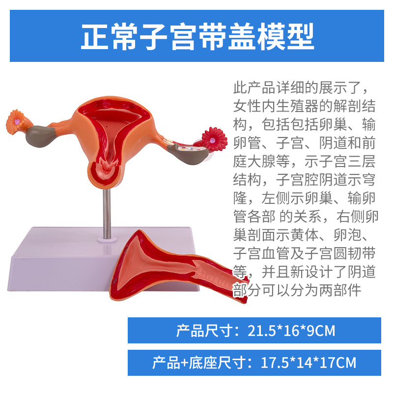 ҽѧŮ���ӹ�ģ���ѳ���ֳ�ṹ����ģ�͸��Ƹ������ѳ��ӹ�ģ��