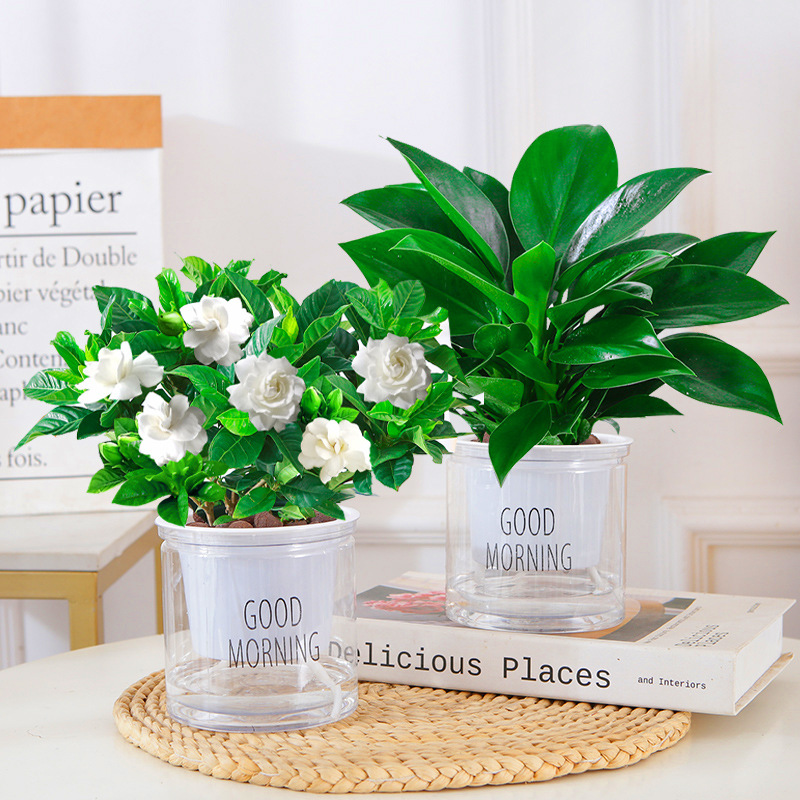 [특가] 골든다이아몬드 + 치자나무(굿모닝 세면대) + 영양액